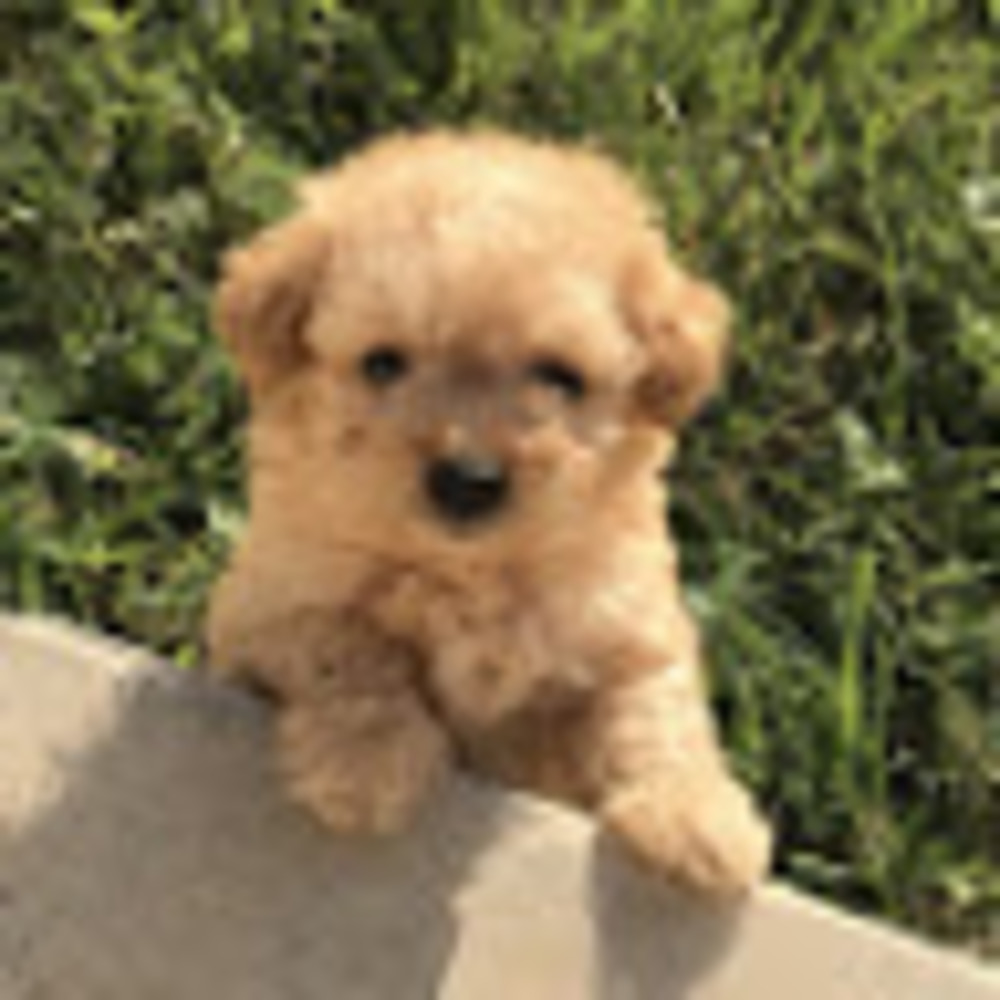 Meet your Posher, Suji